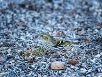 Erlenzeisig Weibchen